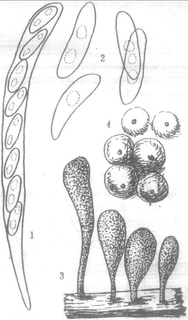 1.多形炭角菌 (图2)